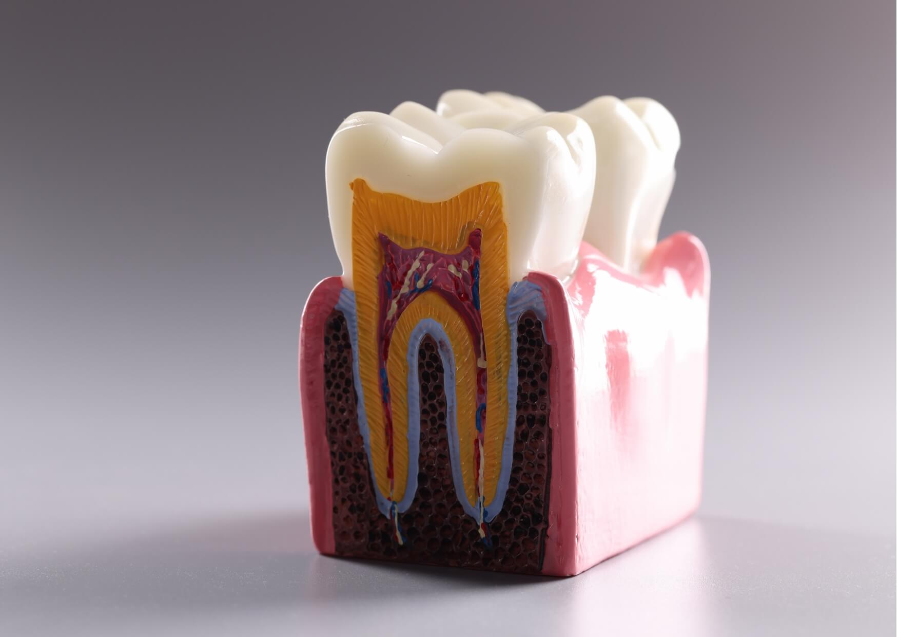 Cross-sectional tooth model showing the tooth nerve (dental pulp), blood vessels, and root canals inside a healthy tooth.