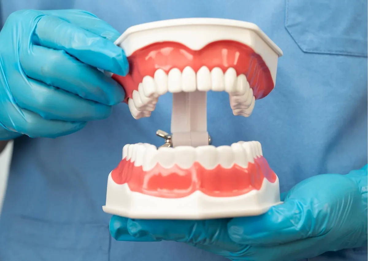 Dentist holding a full-mouth model illustrating how many teeth humans have.